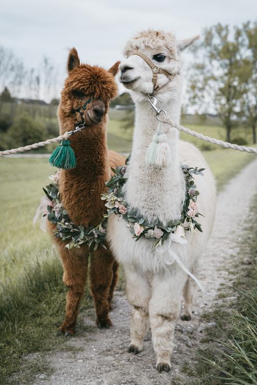 Heiraten mit Alpakas Hochzeitsalpakas