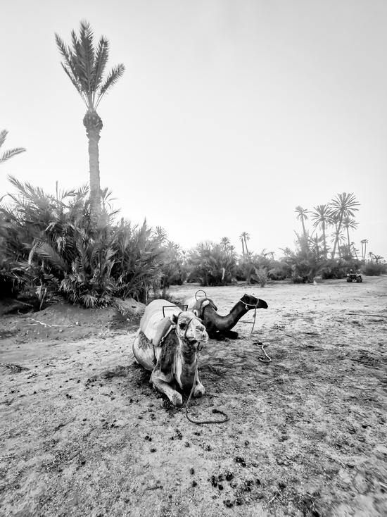 Kamel in Marrakesch