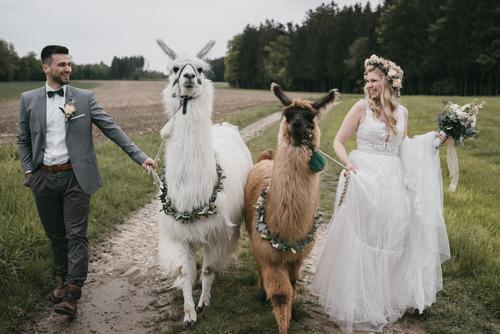 Wedding Hochzeit Lamas Lamaphotoshooting