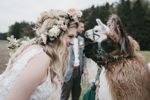 Hochzeit mit Lamas